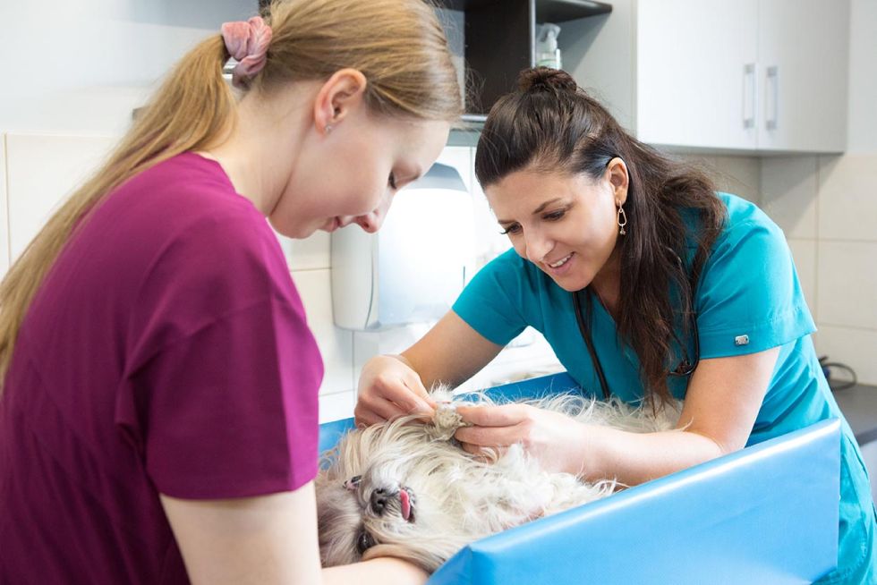 weterynarz lecznica, sesja zdjęciowa Wroclaw, fotograf Wrocław, Luiza Różycka, vet care 2