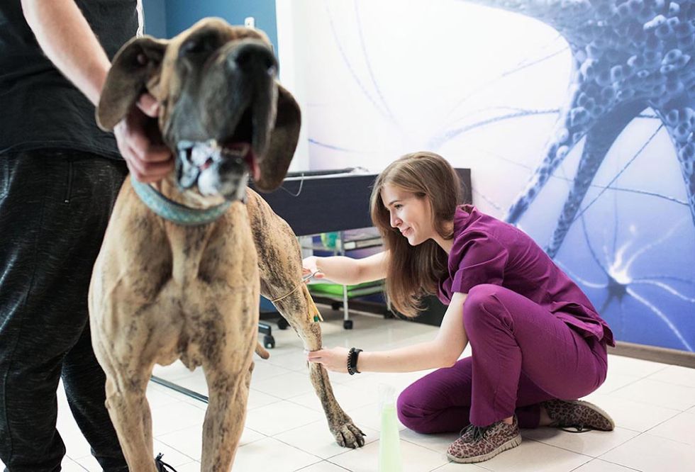 Zdjęcia Neurovet