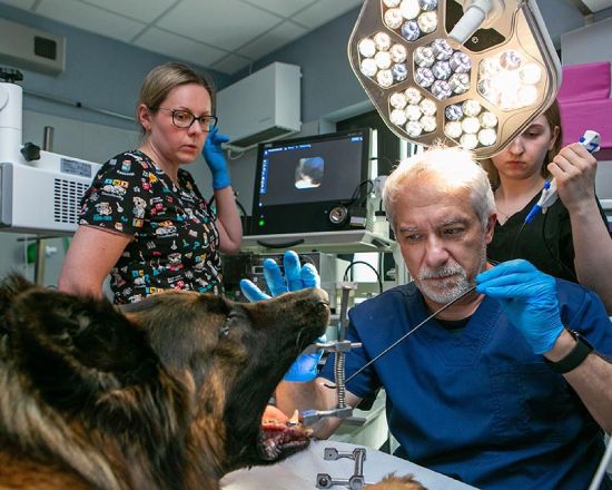 Zdjęcia dla klinik weterynaryjnych